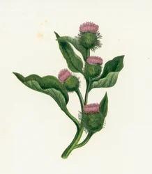 Common Bur-Dock, Arctium Lappa